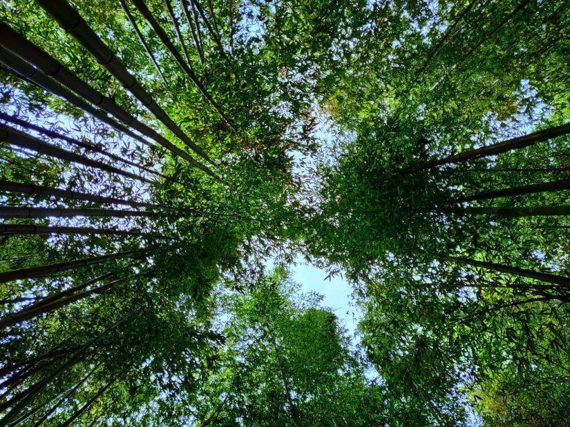 la bambouseraie des cevennes